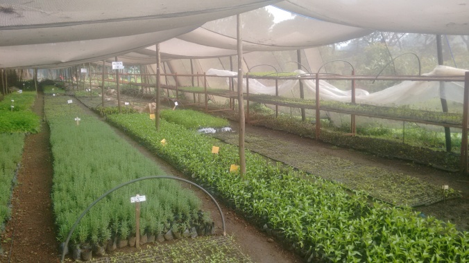 Our Butajira Farmer Service Center nursery, made entirely of local materials, produces 25 different varieties of organic seedlings, over 40% of which are perennial. In a country where most nurseries produce monocrops, this is usually what surprises local visitors the most.